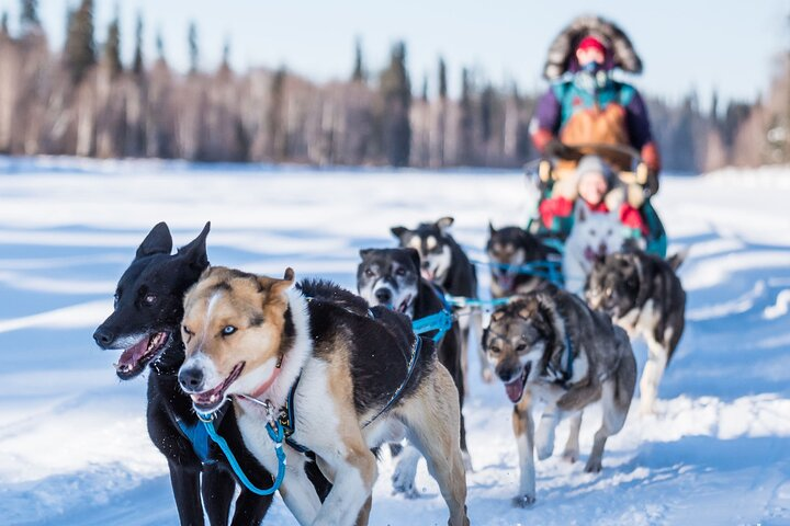 Private Guided Dog Sledding on the Historic Yukon Quest Trail - Photo 1 of 15